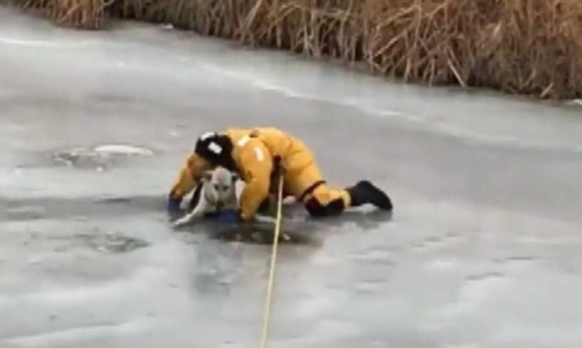 Brave Firefighter Rescues Dog That Fell Through Thin Ice
