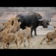 Buffalo vs lion || discovery || wildlife|| Animals Fights || Shorts ||