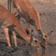 Building The Waterhole (Behind The Scenes) | Waterhole: Africa's Animal Oasis | BBC Earth