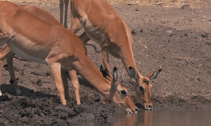 Building The Waterhole (Behind The Scenes) | Waterhole: Africa's Animal Oasis | BBC Earth