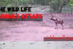 CRAZIEST Animal Fights Caught On Camera - The Greatest Animals Fights - معارك بين الحيوانات