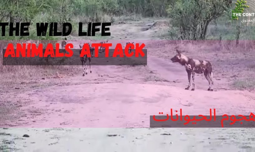 CRAZIEST Animal Fights Caught On Camera - The Greatest Animals Fights - معارك بين الحيوانات