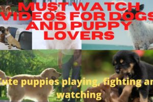 CUTE PUPPIES AND DOGS PLAYING AND ROAMING |HALTER-SKELTER |cutest puppies playing with friends|#dogs