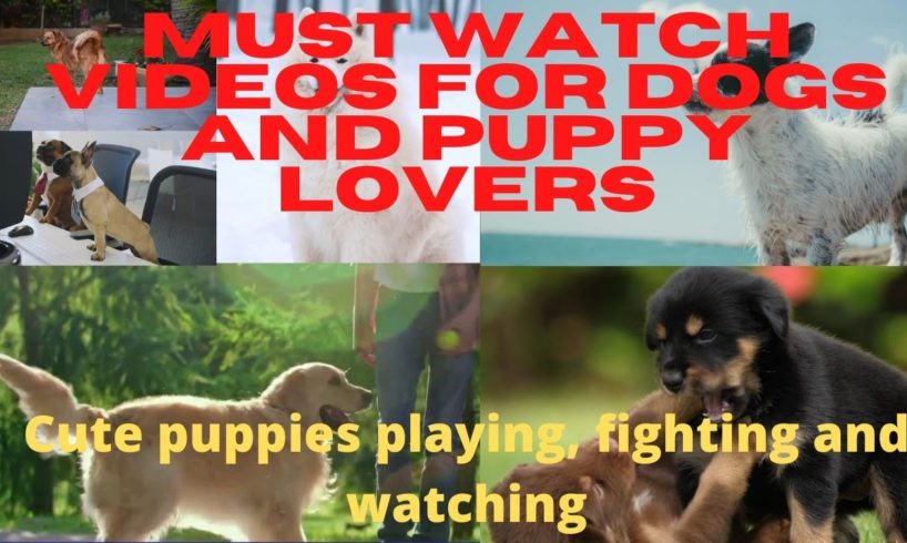 CUTE PUPPIES AND DOGS PLAYING AND ROAMING |HALTER-SKELTER |cutest puppies playing with friends|#dogs