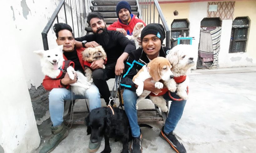 CUTEST DOGS ? | Lhasa Apso, Cocker Spaniel, Beagle , American bully....