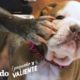 Cachorrita Bulldog creció en una incubadora para hacerse fuerte I El Dodo Pequeño y Valiente