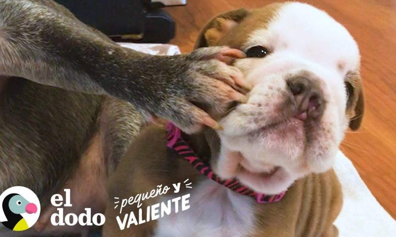 Cachorrita Bulldog creció en una incubadora para hacerse fuerte I El Dodo Pequeño y Valiente