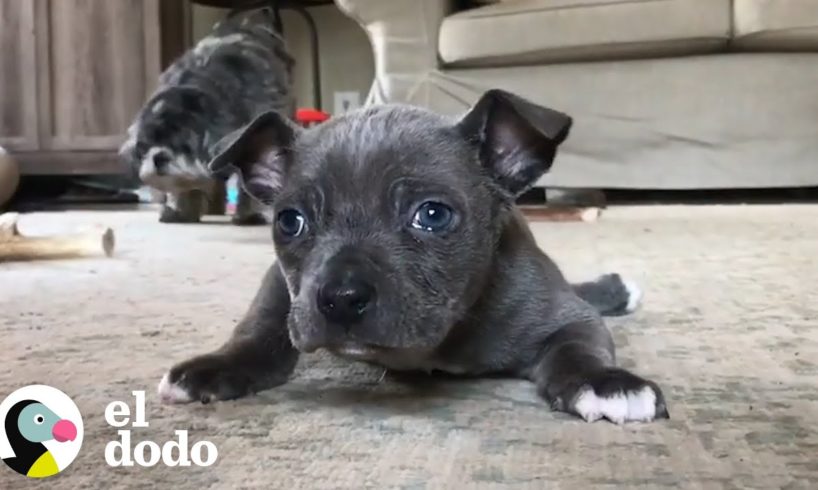 Cachorrito que no podía caminar ahora es imparable | El Dodo