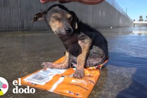 Cachorro abandonado en un río tiene transformación increíble | El Dodo