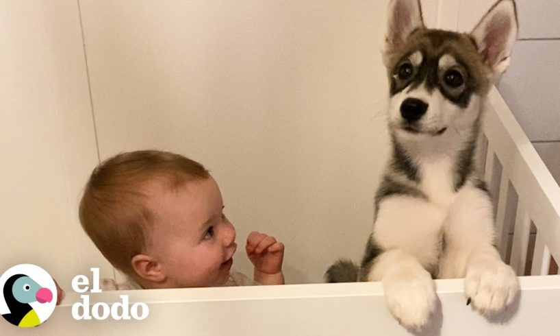 Cachorro husky crece junto a una niña | Almas Gemelas | El Dodo