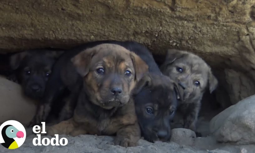 Cachorros huérfanos estaban asustados hasta que fueron rescatados | El Dodo