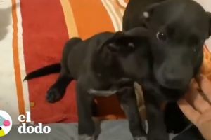 Cachorros se llenan de emoción al ver a su rescatista | El Dodo