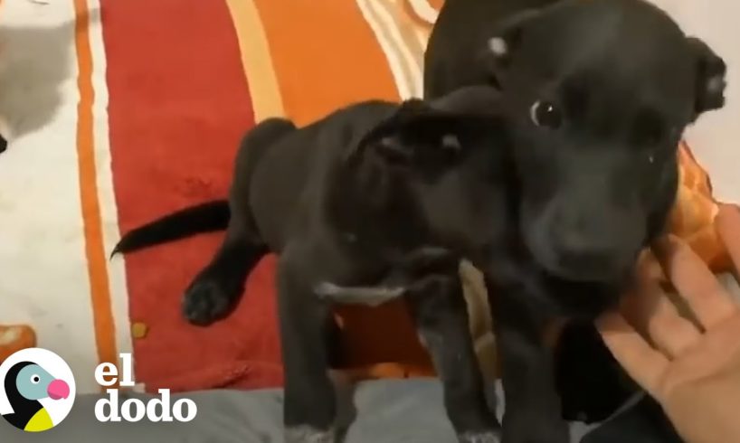 Cachorros se llenan de emoción al ver a su rescatista | El Dodo