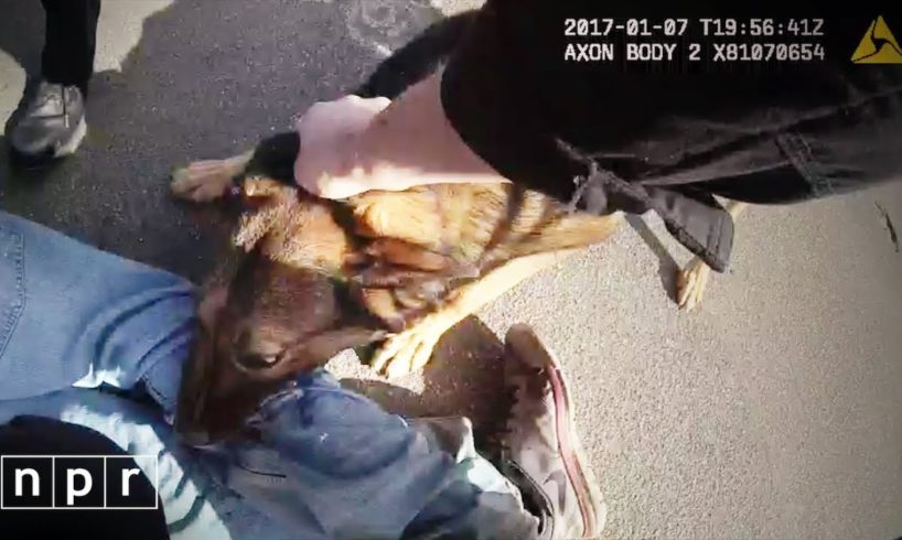 Can Gory Police Dog Arrests Survive The Age Of Video? | NPR