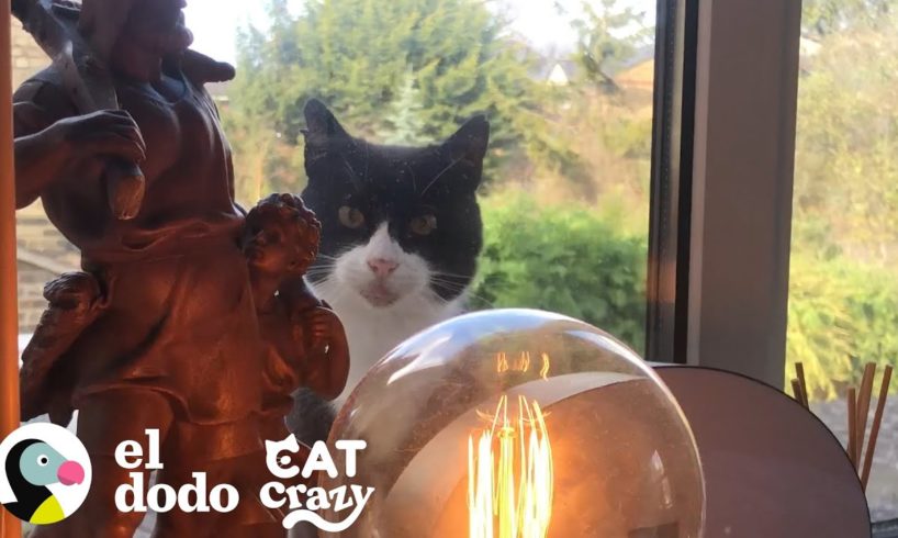 Cat Crazy: Tráiler | El Dodo