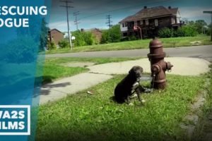 Caught On Camera -  Rescuers Saved Puppy Chained to Fire Hydrant - Hope For Dogs Like My DoDo