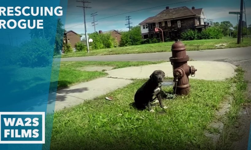 Caught On Camera -  Rescuers Saved Puppy Chained to Fire Hydrant - Hope For Dogs Like My DoDo