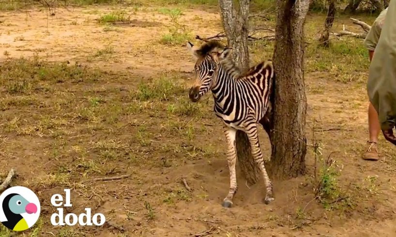 Cebra bebé lleva dos días atorada | El Dodo
