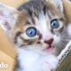 Chica alérgica a los gatos adopta a 3 gatitos en 4 meses I El Dodo