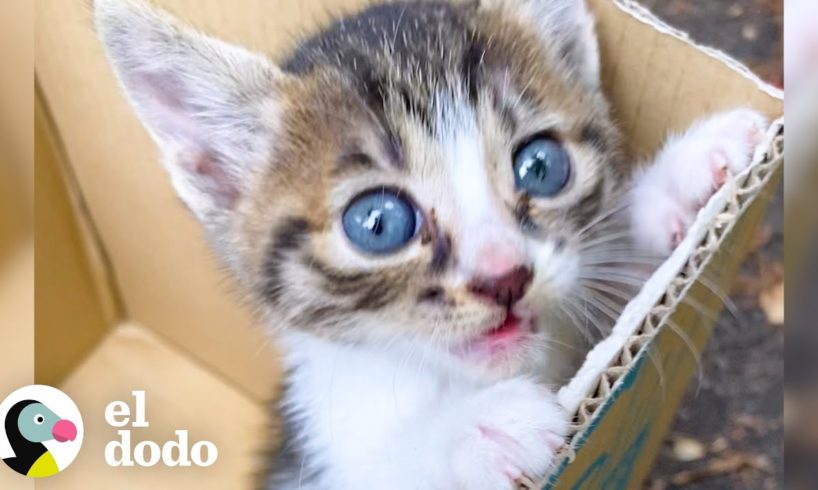 Chica alérgica a los gatos adopta a 3 gatitos en 4 meses I El Dodo