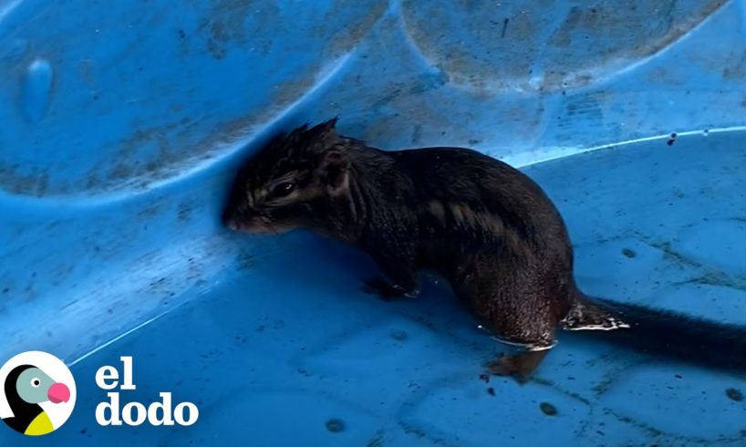 Chica rescata a una ardilla rayada de casi ahogarse | El Dodo