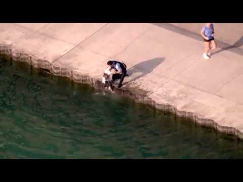 Chicago police officer rescues dog from Lake Michigan: RAW VIDEO
