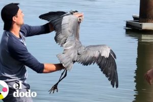 Chico rescata a una garza atorada en hilo de pescar | El Dodo