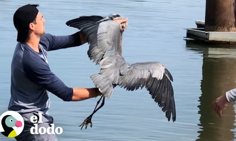 Chico rescata a una garza atorada en hilo de pescar | El Dodo