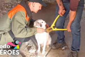 Chico rescata una casa abandonada llena de perros encadenados I Dodo Héroes | El Dodo