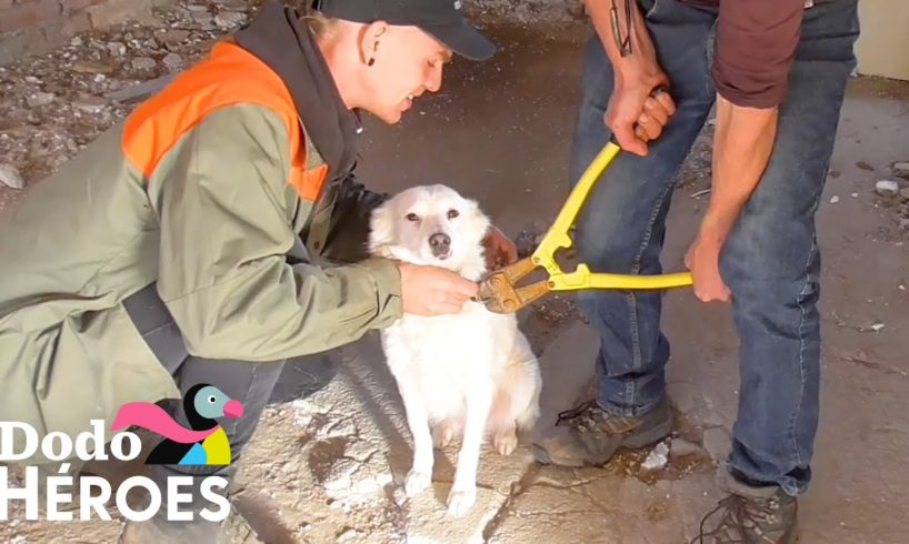 Chico rescata una casa abandonada llena de perros encadenados I Dodo Héroes | El Dodo