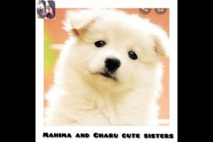 Choose your cute puppies ??... ?