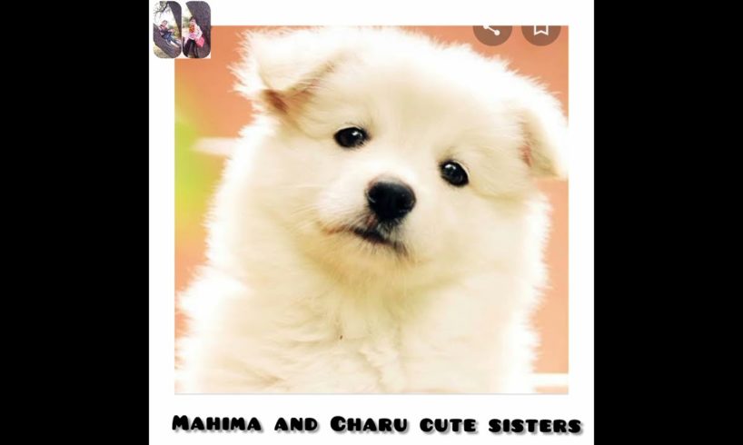 Choose your cute puppies ??... ?