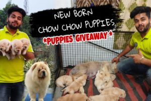 Chow Chow Puppies | Cutest Puppies | New Born Puppies  *PUPPIES GIVEAWAY ALERT*