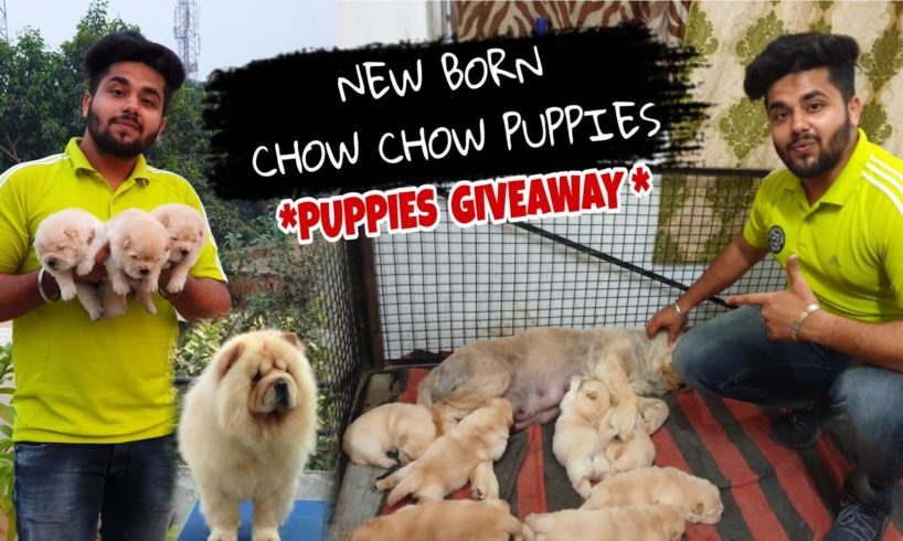 Chow Chow Puppies | Cutest Puppies | New Born Puppies  *PUPPIES GIVEAWAY ALERT*