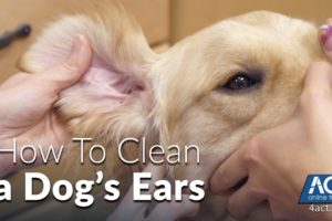 Cleaning A Dog's Ears - Veterinary Training
