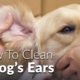 Cleaning A Dog's Ears - Veterinary Training