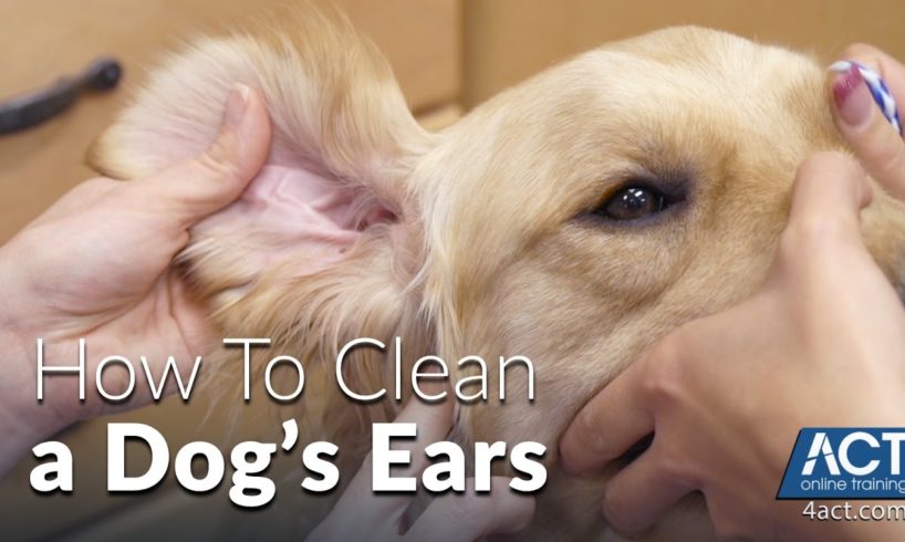 Cleaning A Dog's Ears - Veterinary Training