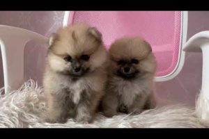 Close Up Shot of Cute Puppies