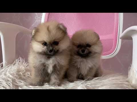 Close Up Shot of Cute Puppies