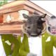 Coffin Dance Meme: Dog and Cat Meme Compilation 2021 - Funniest ANIMAL FIGHTS