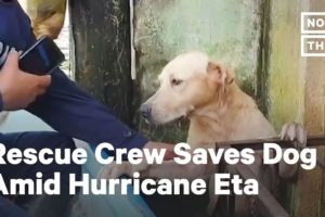 Crew Rescues Dog Stranded By Hurricane Eta Flood Waters | NowThis