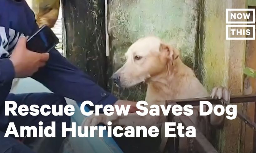 Crew Rescues Dog Stranded By Hurricane Eta Flood Waters | NowThis