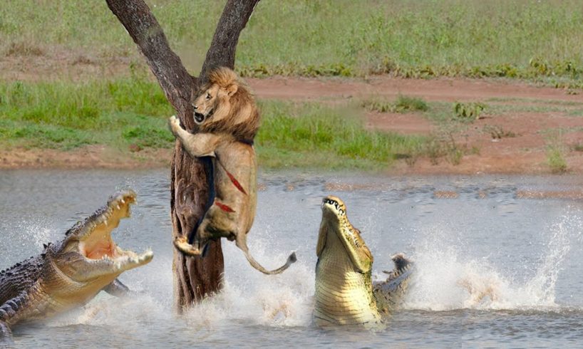 Crocodile Terrible Nightmare Of The Animal World - Crocodile Too Dangerous - Crocodile, Lion, Hippo