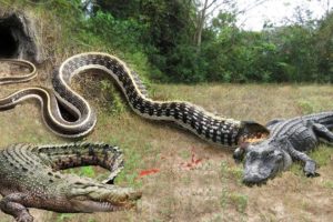 Crocodile vs Big Python Snake Real Fight | Snake attack Crocodile Lion cheetah - Wild Animal Attacks