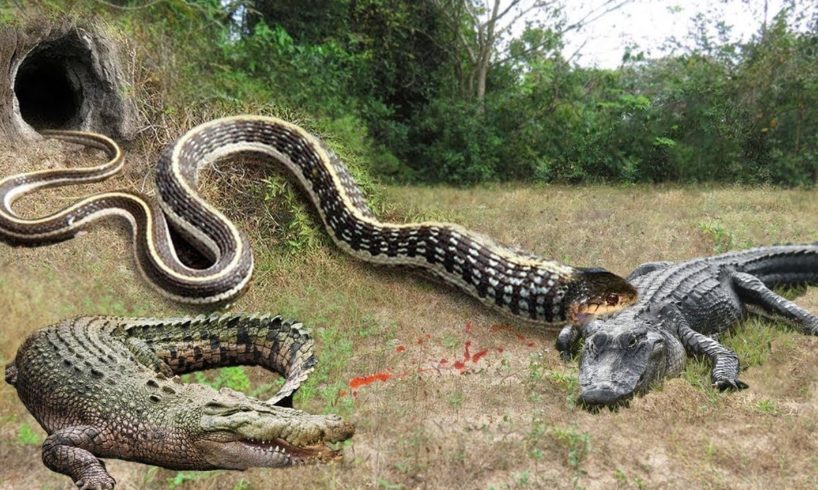 Crocodile vs Big Python Snake Real Fight | Snake attack Crocodile Lion cheetah - Wild Animal Attacks