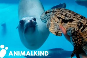 Curious animals meet face-to-face in zoos, aquariums | Animalkind