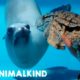 Curious animals meet face-to-face in zoos, aquariums | Animalkind