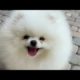Cute Dogs 2021 | Cute Puppies Compilation Video | Baby dogs | Beautiful dogs video