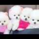 Cute Dogs Cute Puppies Cutest Dog In The World Doggy Cute, Cutests Dogs, Cute Small Dogs