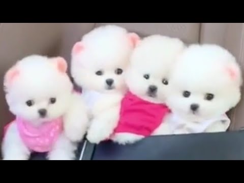 Cute Dogs Cute Puppies Cutest Dog In The World Doggy Cute, Cutests Dogs, Cute Small Dogs